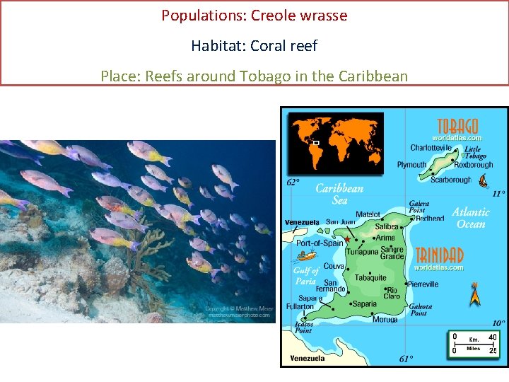 Populations: Creole wrasse Habitat: Coral reef Place: Reefs around Tobago in the Caribbean 