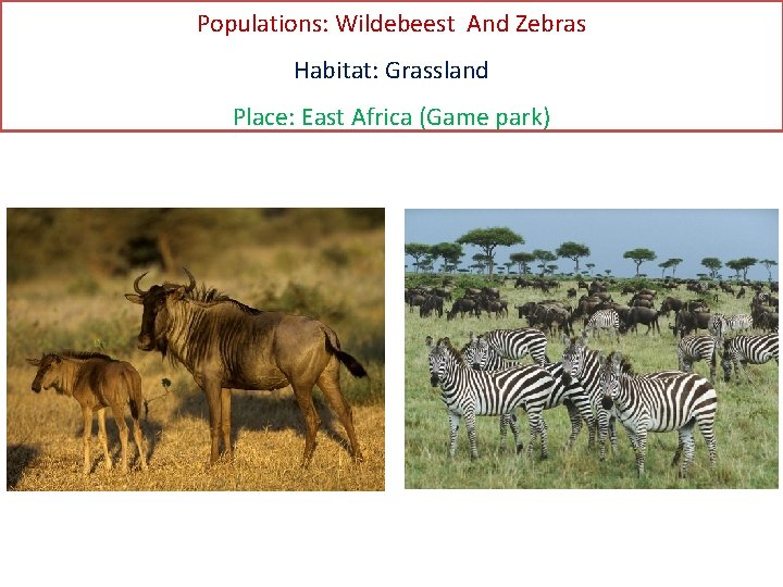 Populations: Wildebeest And Zebras Habitat: Grassland Place: East Africa (Game park) 