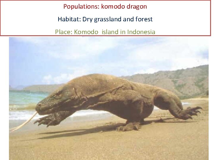 Populations: komodo dragon Habitat: Dry grassland forest Place: Komodo island in Indonesia 