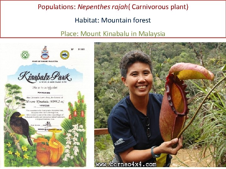 Populations: Nepenthes rajah( Carnivorous plant) Habitat: Mountain forest Place: Mount Kinabalu in Malaysia 