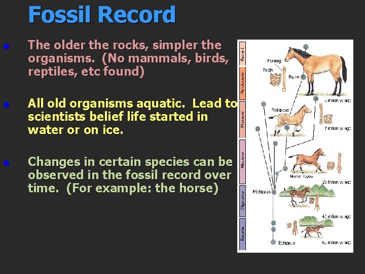 Fossil Record n n n The older the rocks, simpler the organisms. (No mammals,