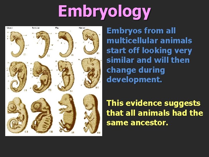Embryology n n Embryos from all multicellular animals start off looking very similar and