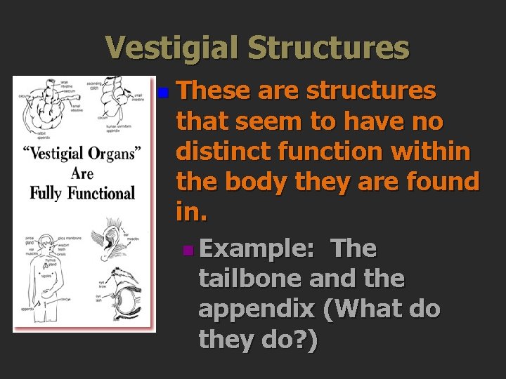 Vestigial Structures n These are structures that seem to have no distinct function within