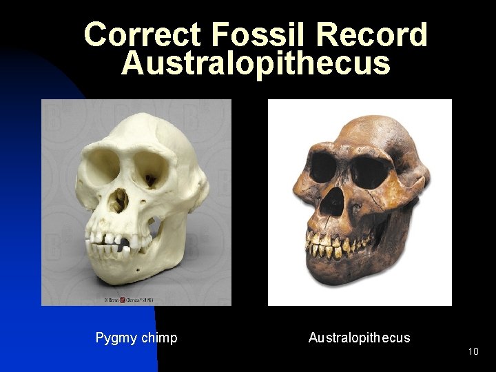 Correct Fossil Record Australopithecus Pygmy chimp Australopithecus 10 Correct Fossil Record Australopithecus Pygmy chimp Australopithecus 10