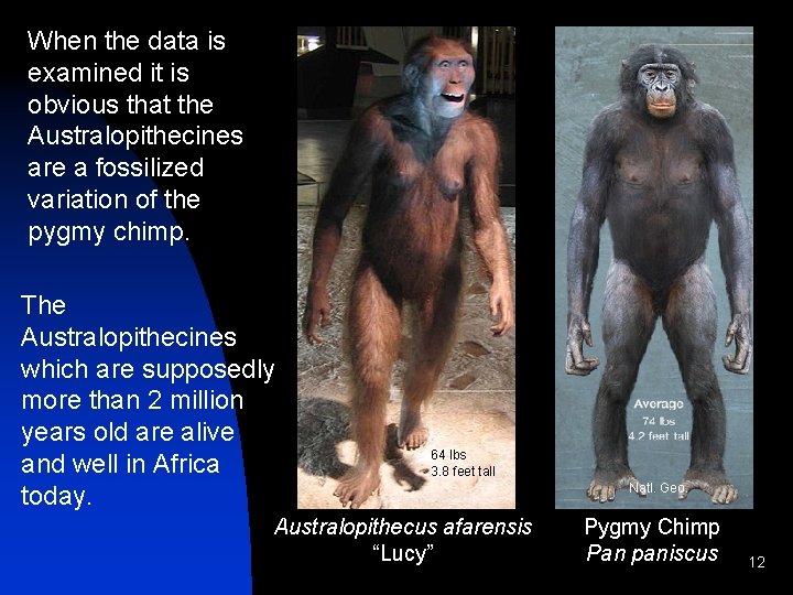 When the data is examined it is obvious that the Australopithecines are a fossilized When the data is examined it is obvious that the Australopithecines are a fossilized