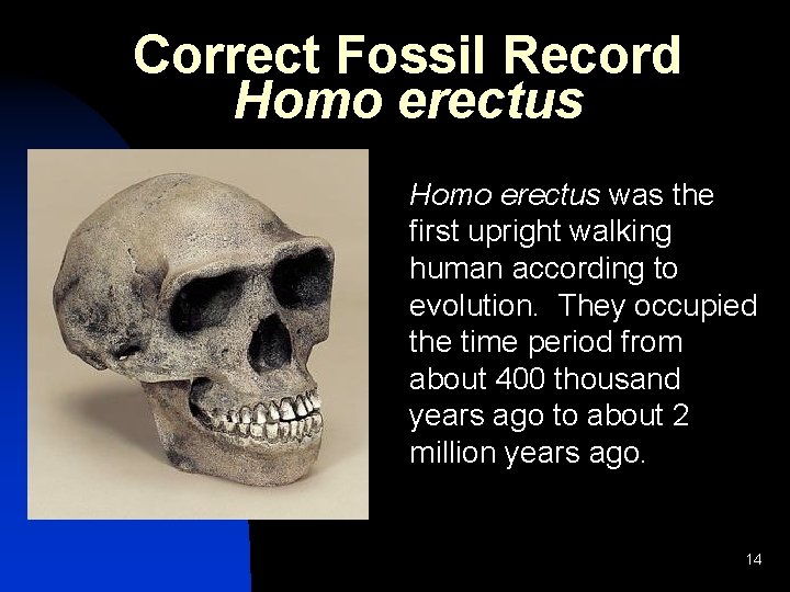 Correct Fossil Record Homo erectus was the first upright walking human according to evolution. Correct Fossil Record Homo erectus was the first upright walking human according to evolution.