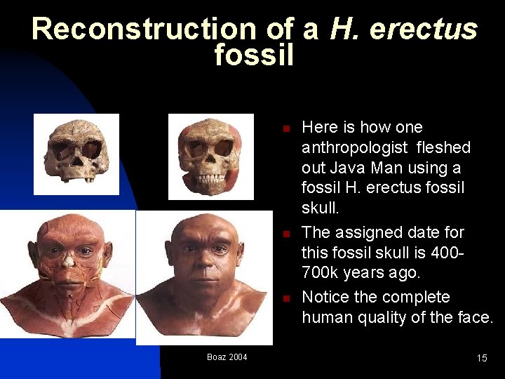 Reconstruction of a H. erectus fossil n n n Boaz 2004 Here is how Reconstruction of a H. erectus fossil n n n Boaz 2004 Here is how