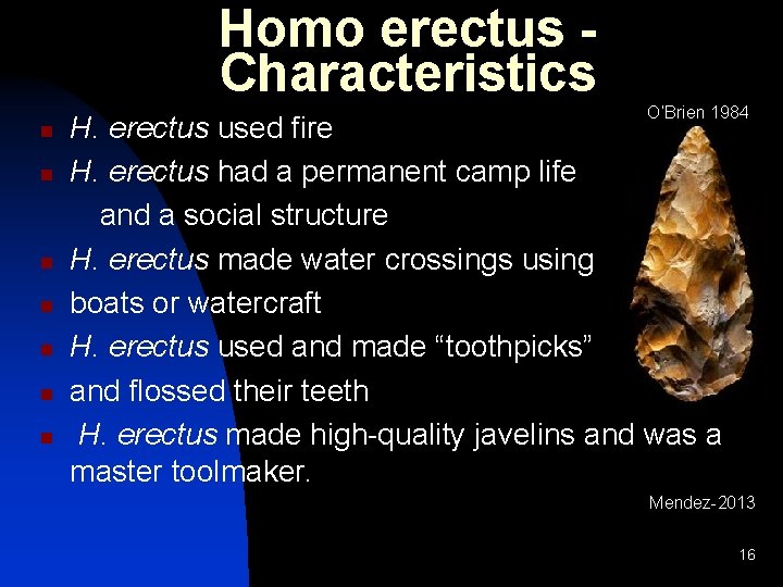 Homo erectus Characteristics O’Brien 1984 H. erectus used fire n H. erectus had a Homo erectus Characteristics O’Brien 1984 H. erectus used fire n H. erectus had a