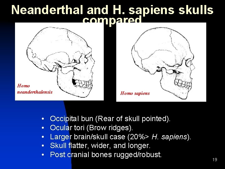 Neanderthal and H. sapiens skulls compared Homo neanderthalensis • • • Homo sapiens Occipital Neanderthal and H. sapiens skulls compared Homo neanderthalensis • • • Homo sapiens Occipital
