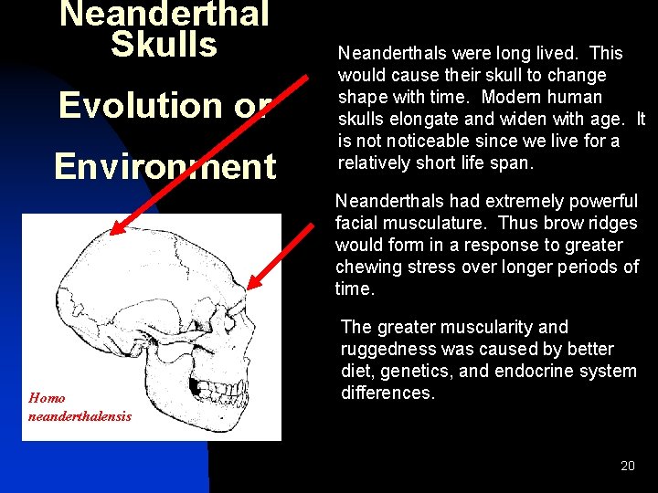 Neanderthal Skulls Evolution or Environment Neanderthals were long lived. This would cause their skull Neanderthal Skulls Evolution or Environment Neanderthals were long lived. This would cause their skull