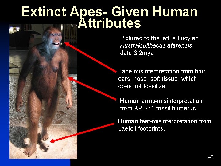 Extinct Apes- Given Human Attributes Pictured to the left is Lucy an Australopithecus afarensis, Extinct Apes- Given Human Attributes Pictured to the left is Lucy an Australopithecus afarensis,