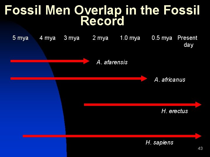 Fossil Men Overlap in the Fossil Record 5 mya 4 mya 3 mya 2 Fossil Men Overlap in the Fossil Record 5 mya 4 mya 3 mya 2