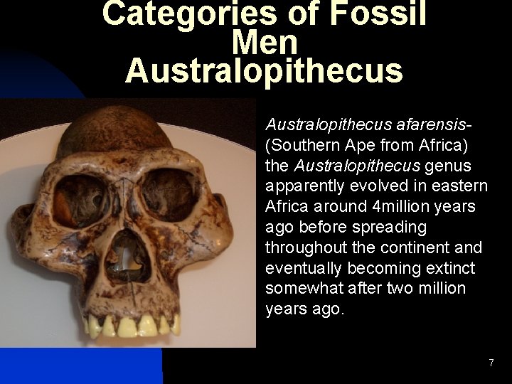 Categories of Fossil Men Australopithecus afarensis(Southern Ape from Africa) the Australopithecus genus apparently evolved Categories of Fossil Men Australopithecus afarensis(Southern Ape from Africa) the Australopithecus genus apparently evolved