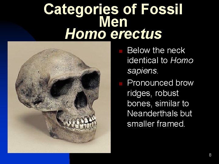 Categories of Fossil Men Homo erectus n n Below the neck identical to Homo Categories of Fossil Men Homo erectus n n Below the neck identical to Homo