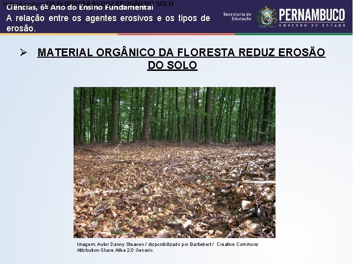 Material orgânico DA FLORESTA REDUZ EROSÃO DO SOLO Ciências, 6º Ano do Ensino Fundamental