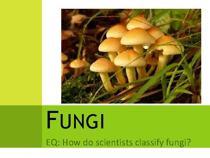 FUNGI EQ: How do scientists classify fungi? FUNGI EQ: How do scientists classify fungi?