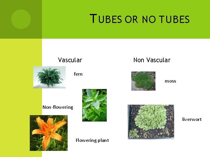 T UBES OR NO TUBES Vascular Non Vascular fern moss Non-flowering liverwort Flowering plant T UBES OR NO TUBES Vascular Non Vascular fern moss Non-flowering liverwort Flowering plant