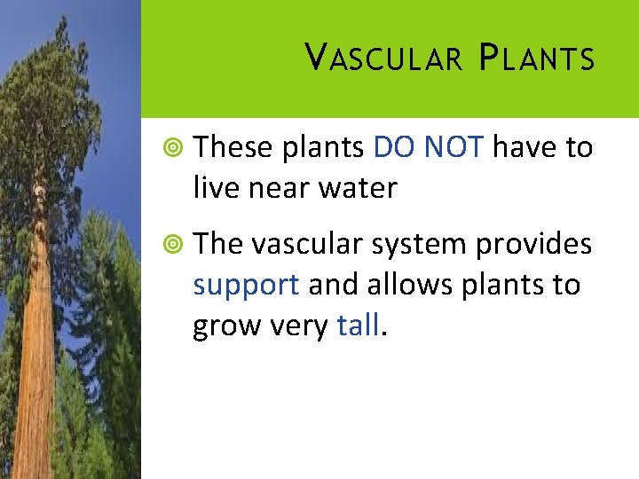 V ASCULAR P LANTS These plants DO NOT have to live near water The V ASCULAR P LANTS These plants DO NOT have to live near water The