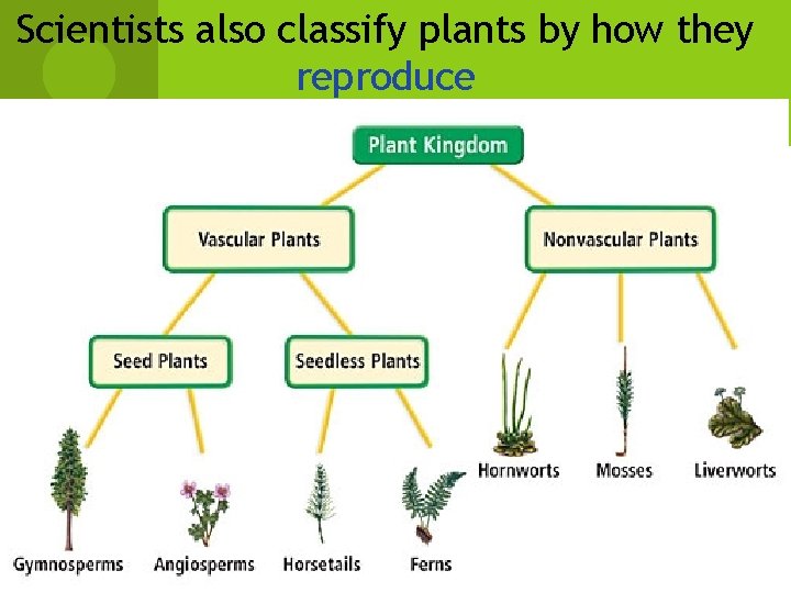 Scientists also classify plants by how they reproduce Scientists also classify plants by how they reproduce