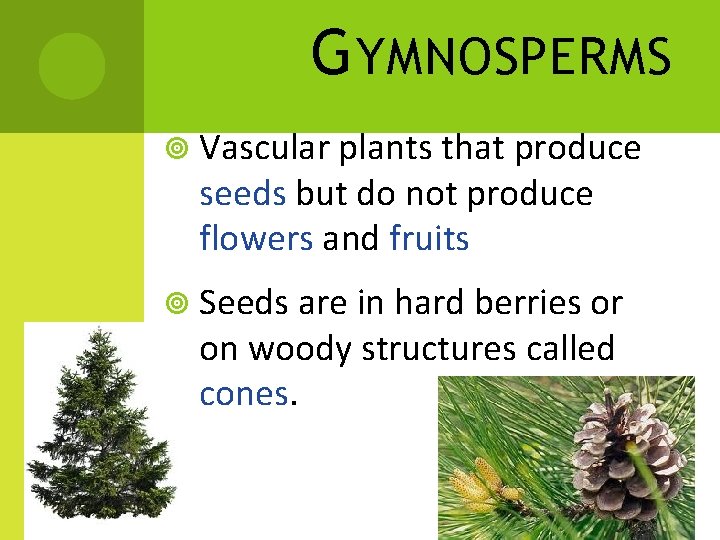 G YMNOSPERMS Vascular plants that produce seeds but do not produce flowers and fruits G YMNOSPERMS Vascular plants that produce seeds but do not produce flowers and fruits