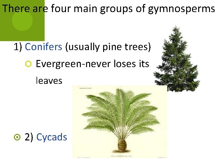 There are four main groups of gymnosperms 1) Conifers (usually pine trees) Evergreen-never loses There are four main groups of gymnosperms 1) Conifers (usually pine trees) Evergreen-never loses