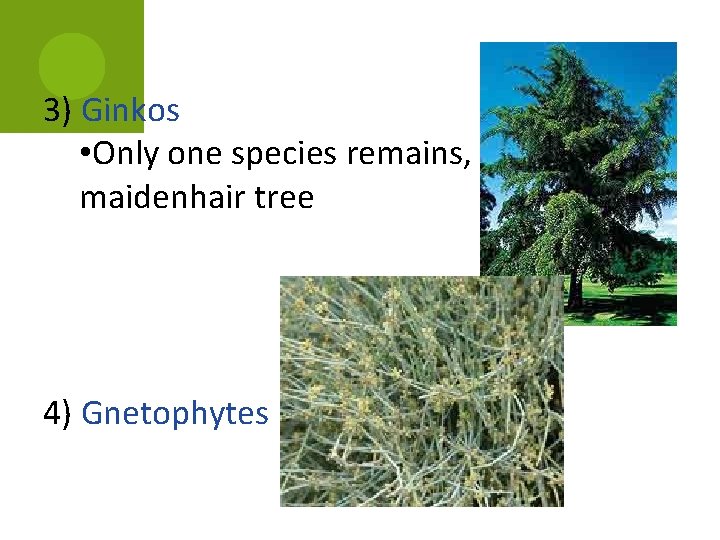 3) Ginkos • Only one species remains, maidenhair tree 4) Gnetophytes 3) Ginkos • Only one species remains, maidenhair tree 4) Gnetophytes