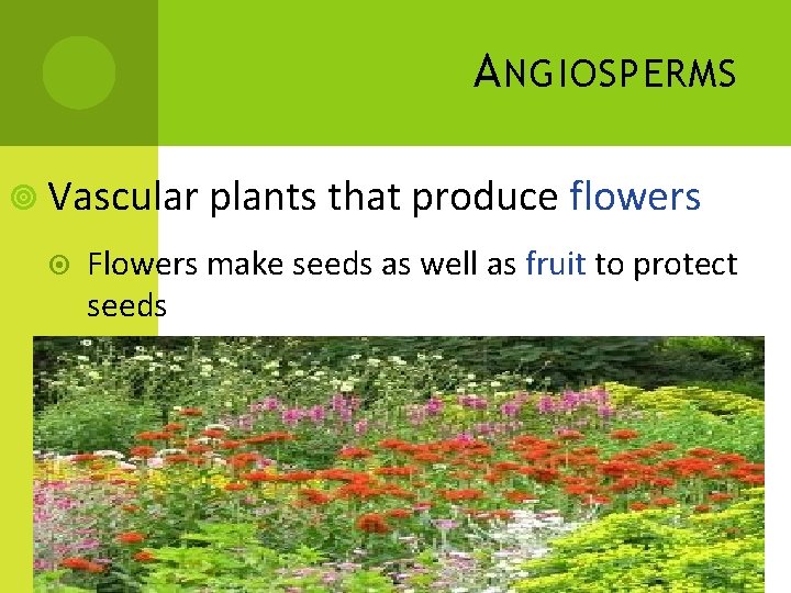 A NGIOSPERMS Vascular plants that produce flowers Flowers make seeds as well as fruit A NGIOSPERMS Vascular plants that produce flowers Flowers make seeds as well as fruit