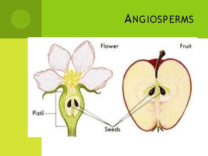 A NGIOSPERMS A NGIOSPERMS