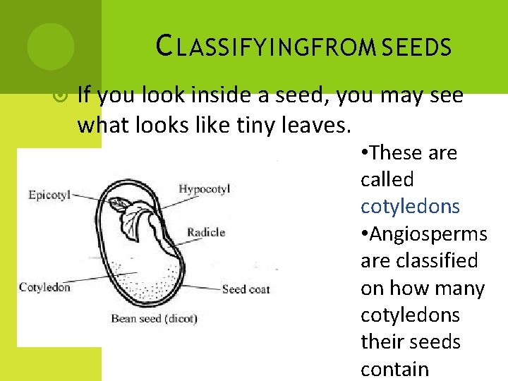 C LASSIFYINGFROM SEEDS If you look inside a seed, you may see what looks C LASSIFYINGFROM SEEDS If you look inside a seed, you may see what looks