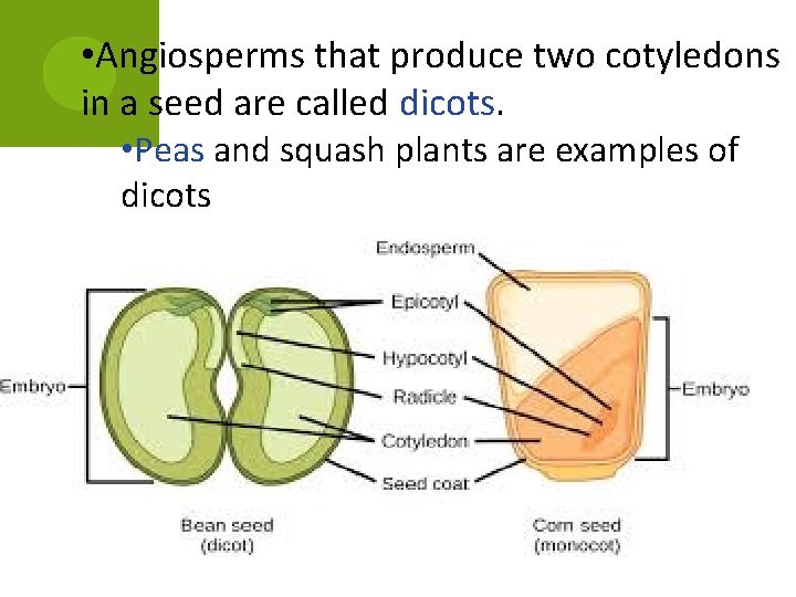 • Angiosperms that produce two cotyledons in a seed are called dicots. • • Angiosperms that produce two cotyledons in a seed are called dicots. •