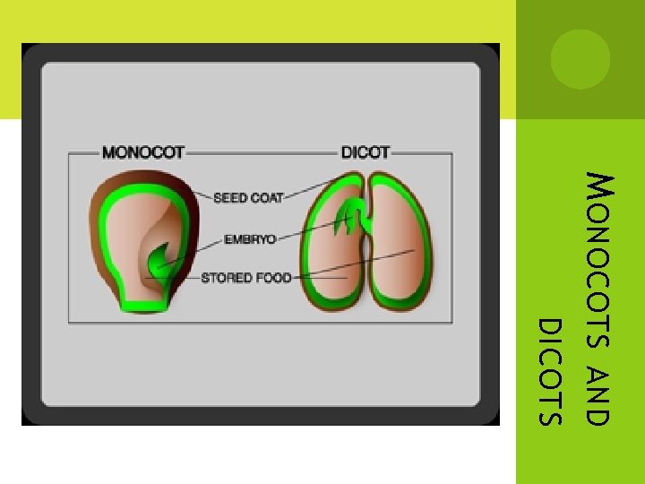 M ONOCOTS AND DICOTS M ONOCOTS AND DICOTS