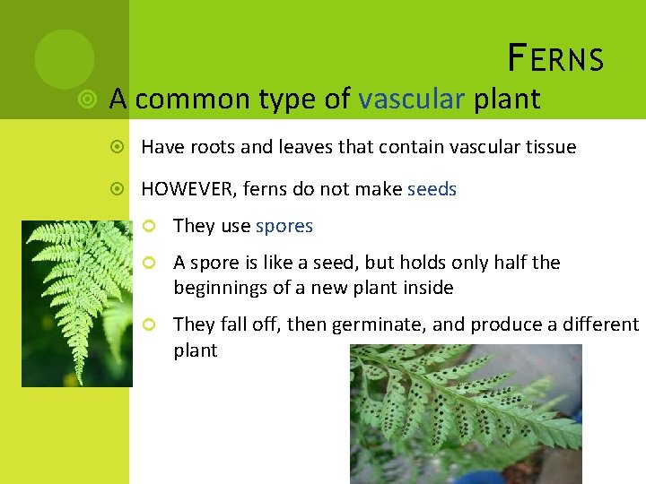 F ERNS A common type of vascular plant Have roots and leaves that contain F ERNS A common type of vascular plant Have roots and leaves that contain
