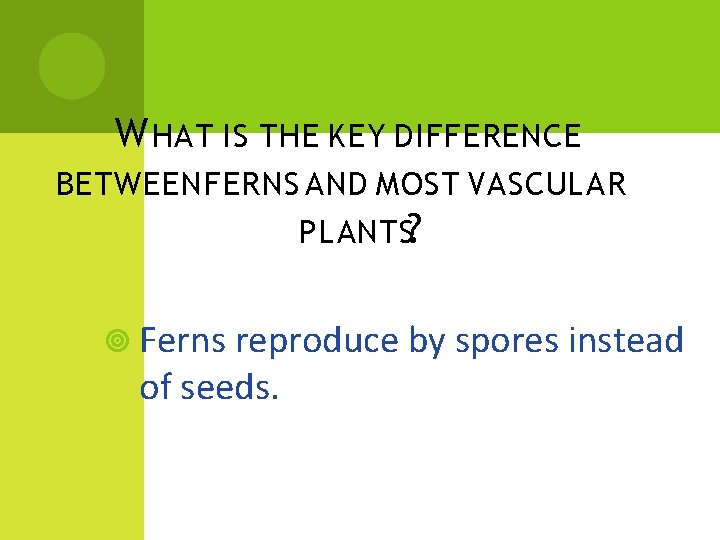 W HAT IS THE KEY DIFFERENCE BETWEEN FERNS AND MOST VASCULAR PLANTS? Ferns reproduce W HAT IS THE KEY DIFFERENCE BETWEEN FERNS AND MOST VASCULAR PLANTS? Ferns reproduce