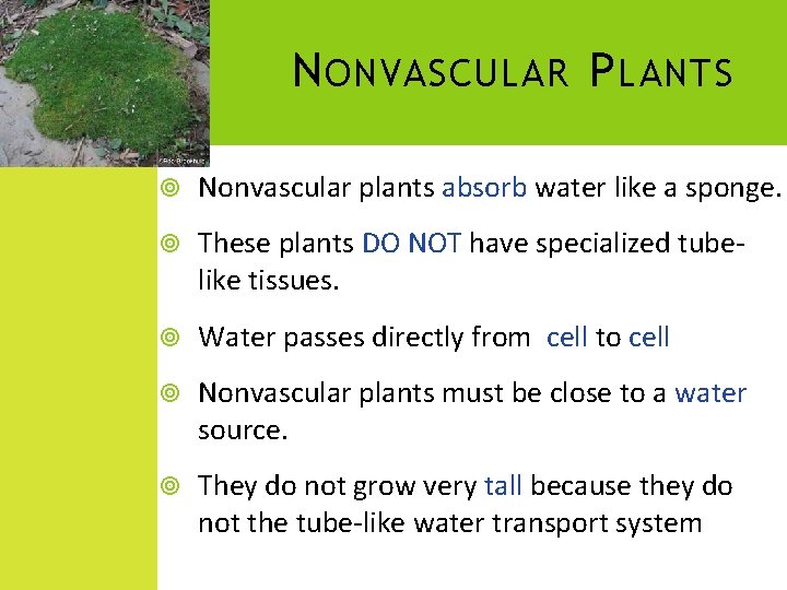 N ONVASCULAR P LANTS Nonvascular plants absorb water like a sponge. These plants DO N ONVASCULAR P LANTS Nonvascular plants absorb water like a sponge. These plants DO
