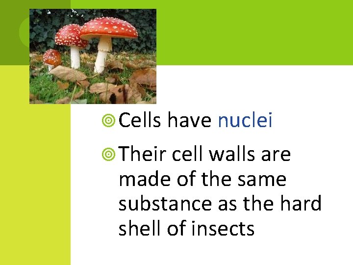 Cells have nuclei Their cell walls are made of the same substance as Cells have nuclei Their cell walls are made of the same substance as