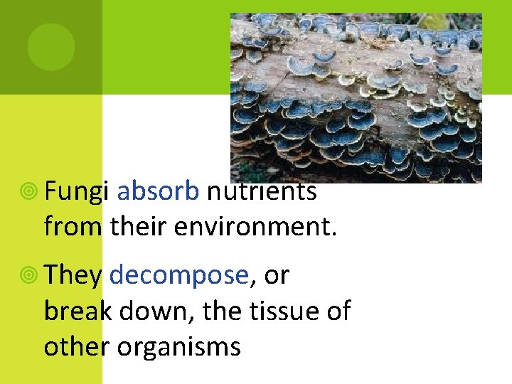 Fungi absorb nutrients from their environment. They decompose, or break down, the tissue Fungi absorb nutrients from their environment. They decompose, or break down, the tissue