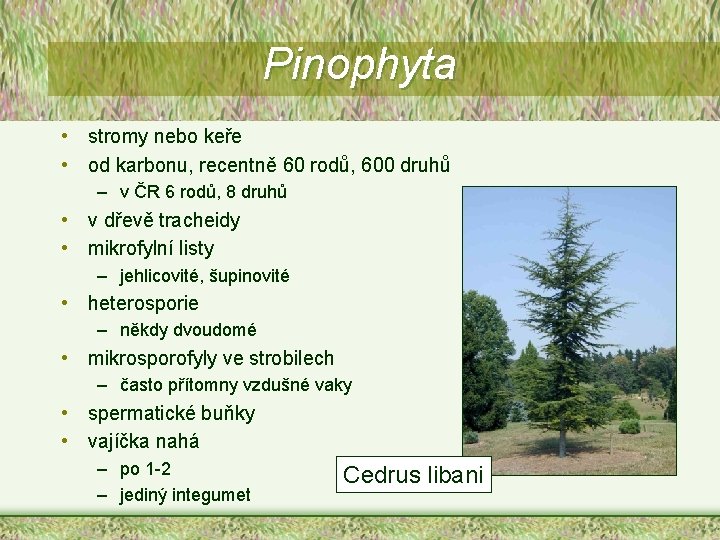 Pinophyta • stromy nebo keře • od karbonu, recentně 60 rodů, 600 druhů –