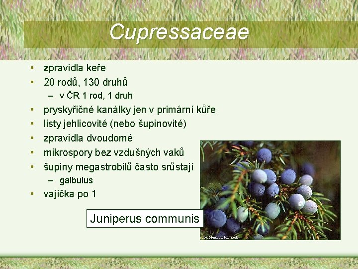 Cupressaceae • zpravidla keře • 20 rodů, 130 druhů – v ČR 1 rod,