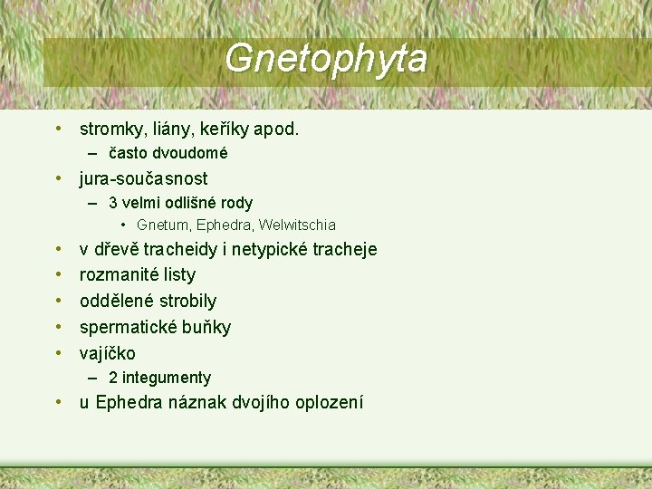 Gnetophyta • stromky, liány, keříky apod. – často dvoudomé • jura-současnost – 3 velmi