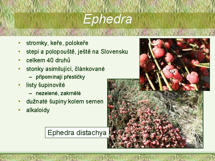 Ephedra • • stromky, keře, polokeře stepi a polopouště, ještě na Slovensku celkem 40