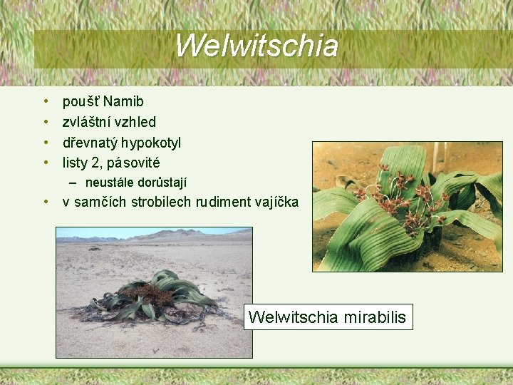 Welwitschia • • poušť Namib zvláštní vzhled dřevnatý hypokotyl listy 2, pásovité – neustále