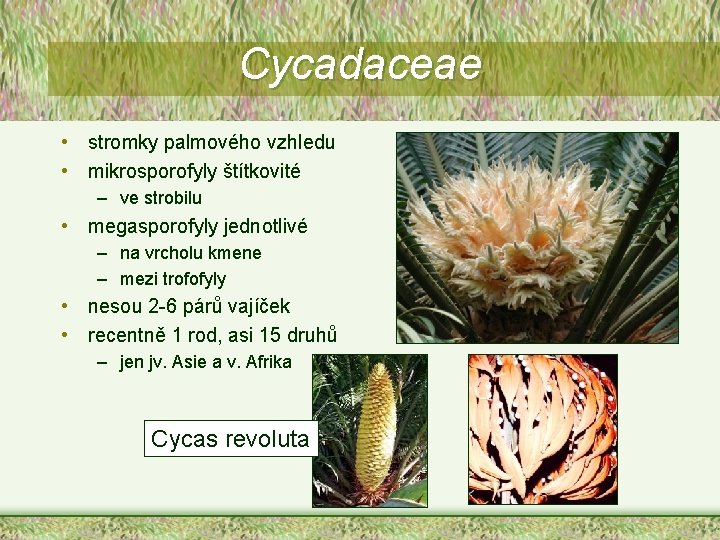 Cycadaceae • stromky palmového vzhledu • mikrosporofyly štítkovité – ve strobilu • megasporofyly jednotlivé