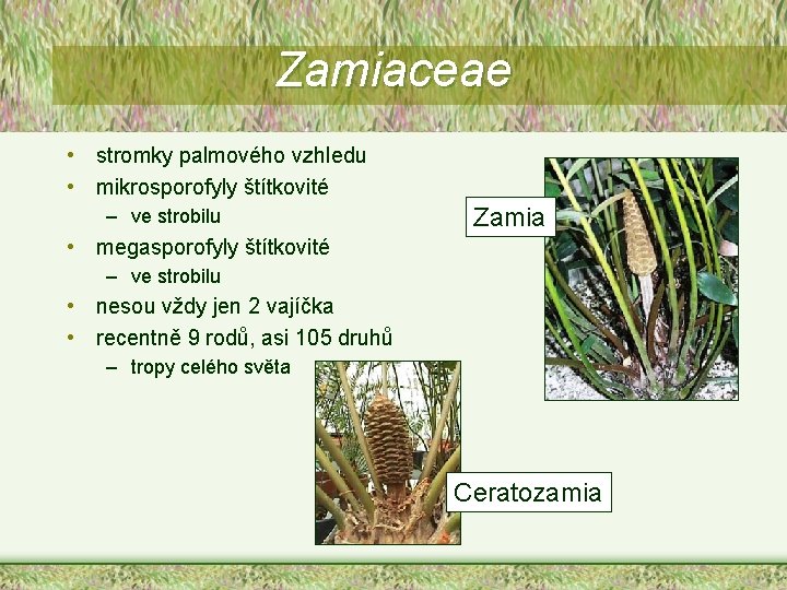 Zamiaceae • stromky palmového vzhledu • mikrosporofyly štítkovité – ve strobilu Zamia • megasporofyly