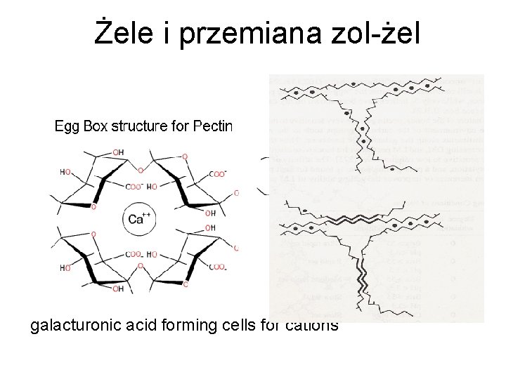 Żele i przemiana zol-żel galacturonic acid forming cells for cations 