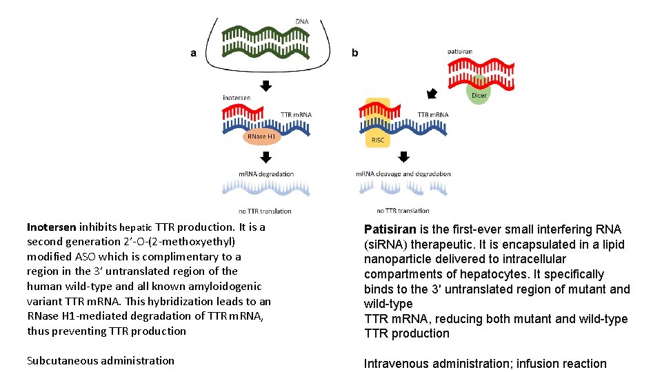 Inotersen inhibits hepatic TTR production. It is a second generation 2′-O-(2 -methoxyethyl) modified ASO