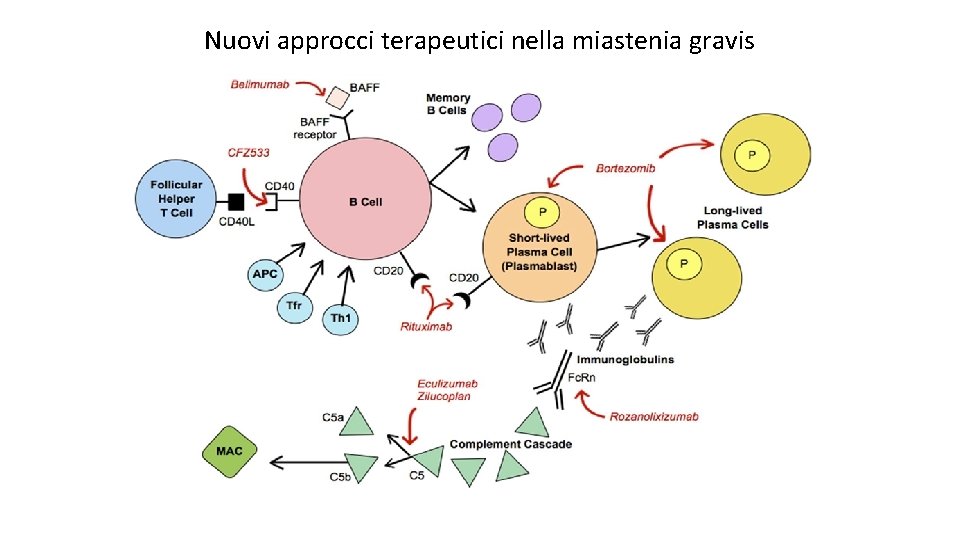 Nuovi approcci terapeutici nella miastenia gravis 