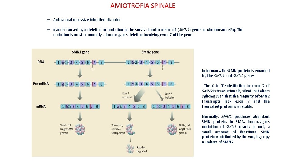 AMIOTROFIA SPINALE Autosomal recessive inherited disorder usually caused by a deletion or mutation in