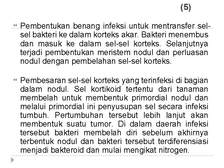 (5) Pembentukan benang infeksi untuk mentransfer selsel bakteri ke dalam korteks akar. Bakteri menembus