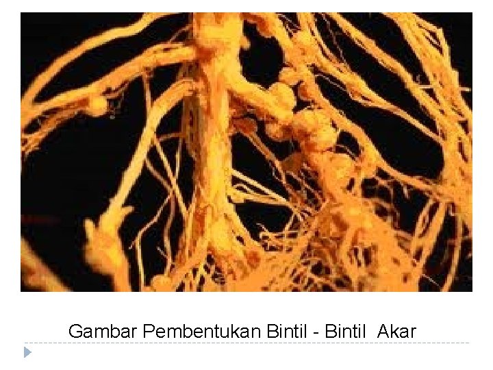 Gambar Pembentukan Bintil - Bintil Akar 