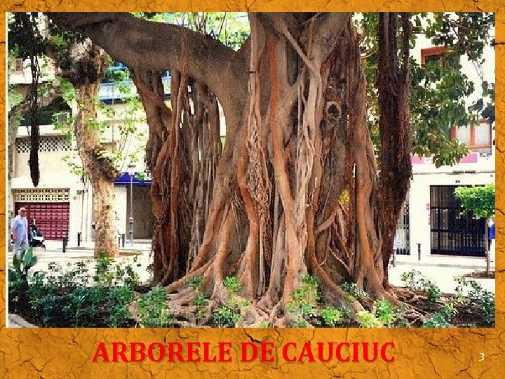 ARBORELE DE CAUCIUC 3 ARBORELE DE CAUCIUC 3